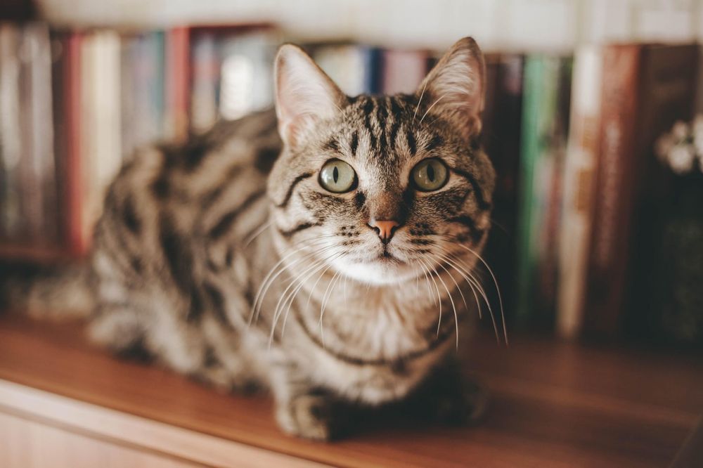 Kattepensjonat: Trygghet og komfort for din katt