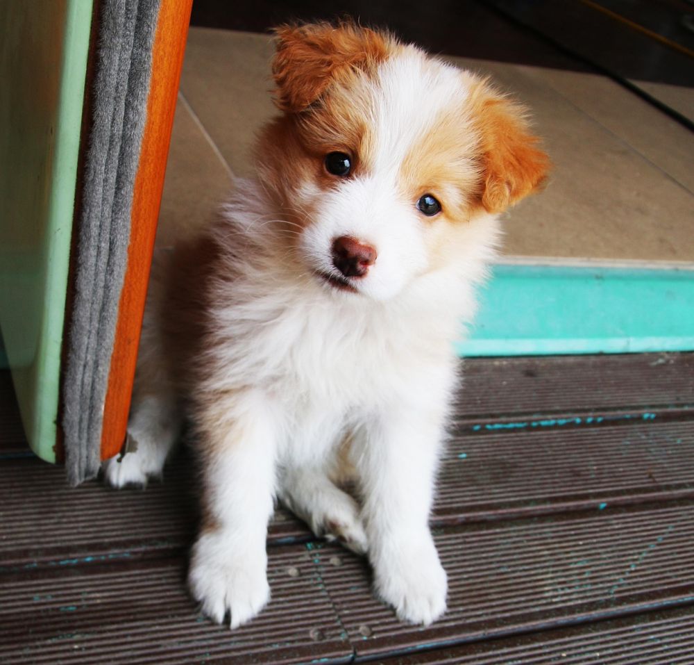 Hundehotell  trygg ferie for hund og eier
